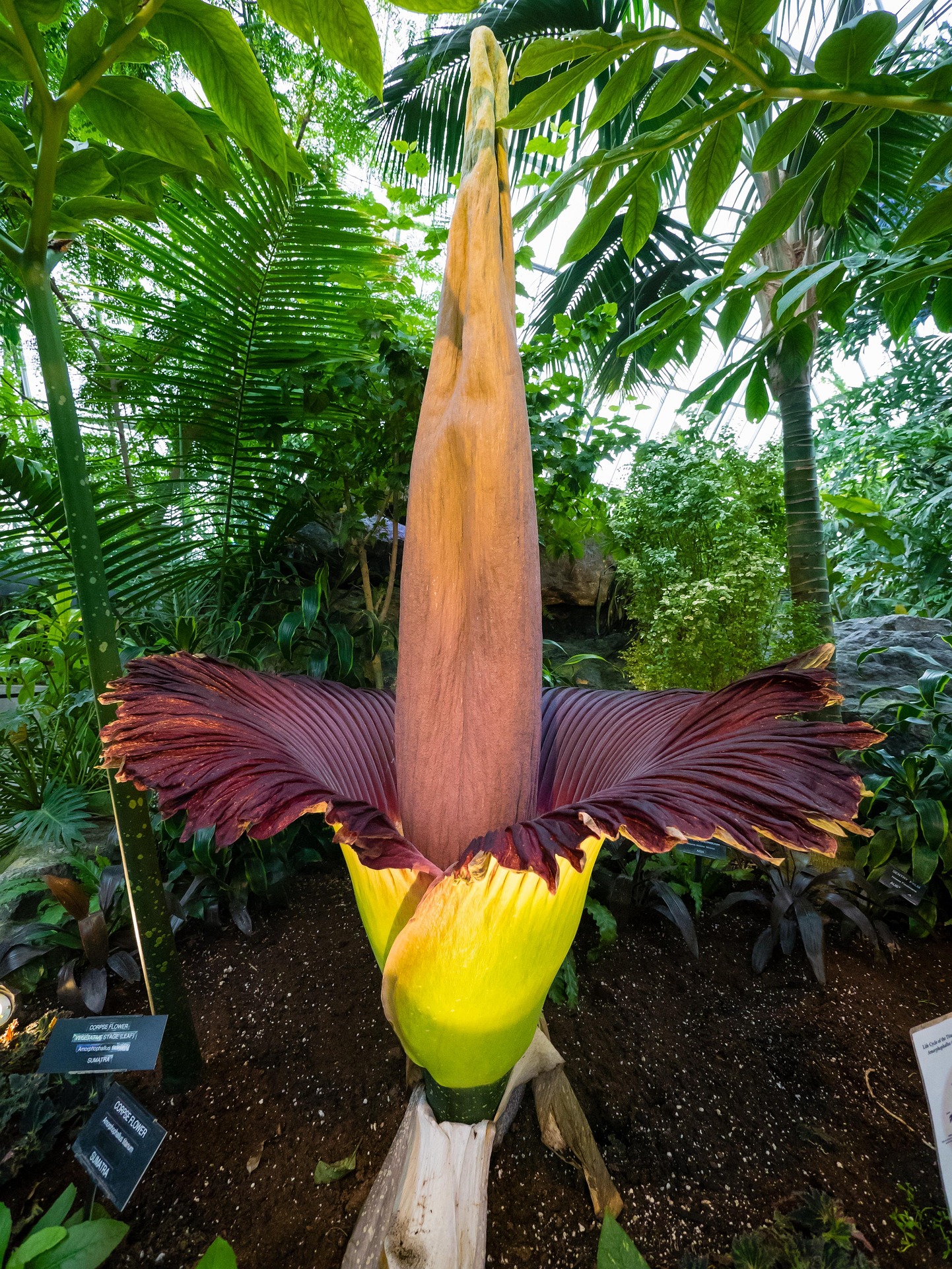 amorphophallus-titanum-2443620_1920