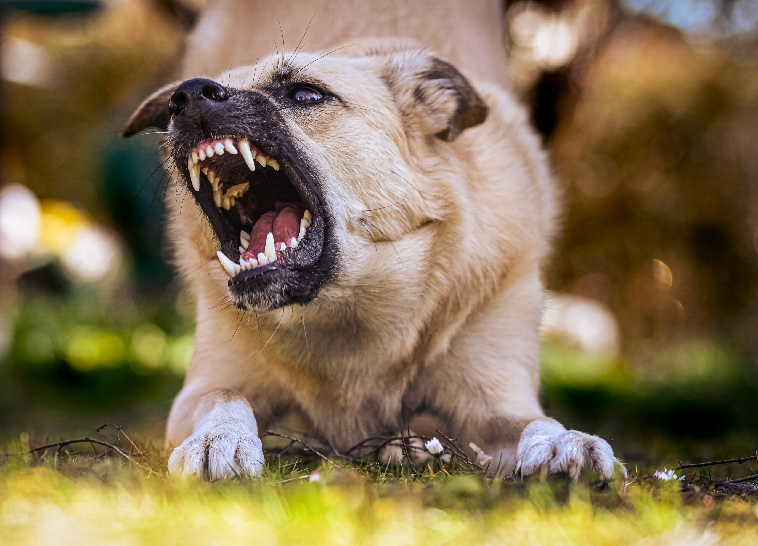 alexas_fotos-8UW56BhhUoc-unsplash