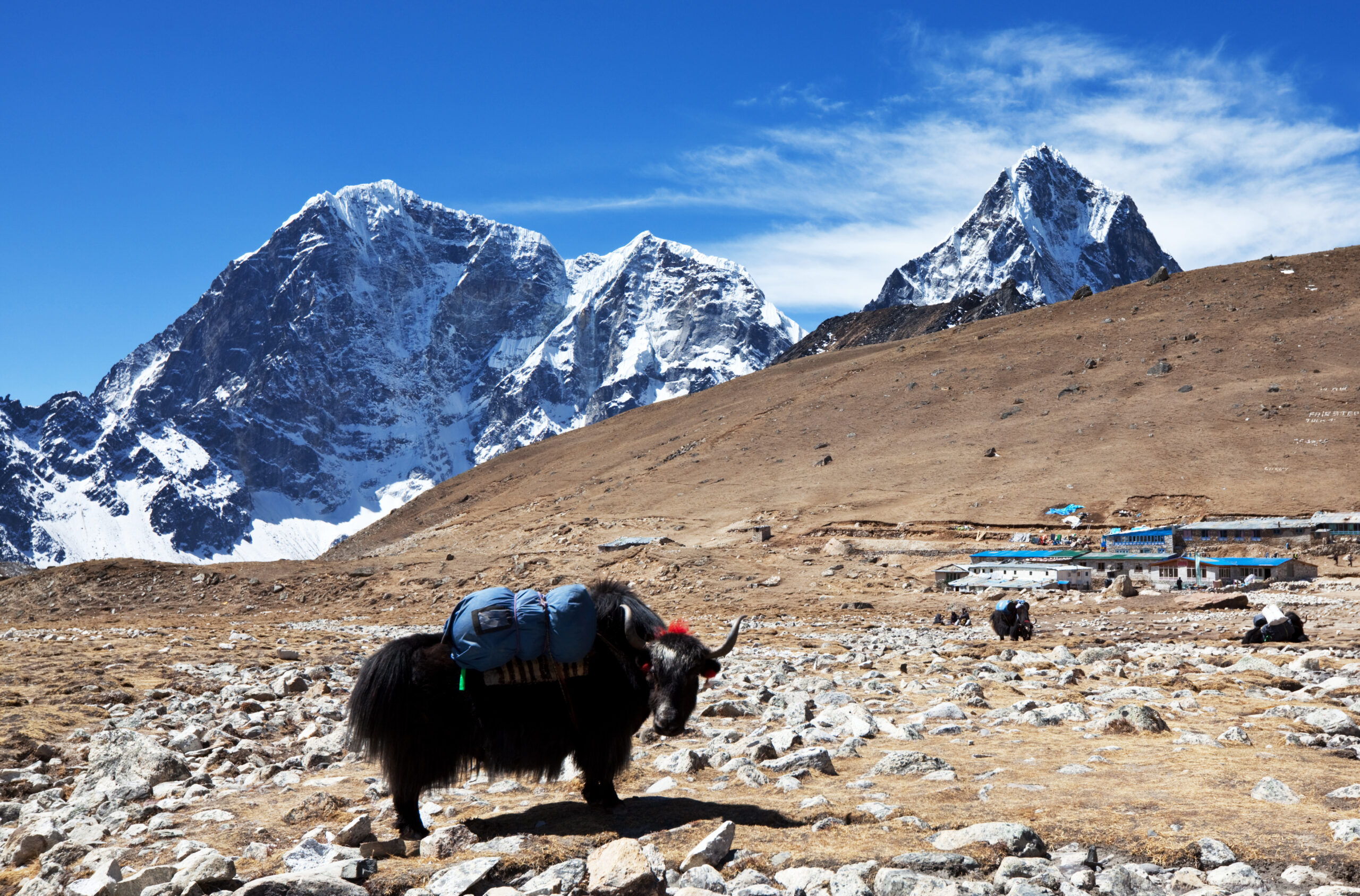 yak in Himalaya