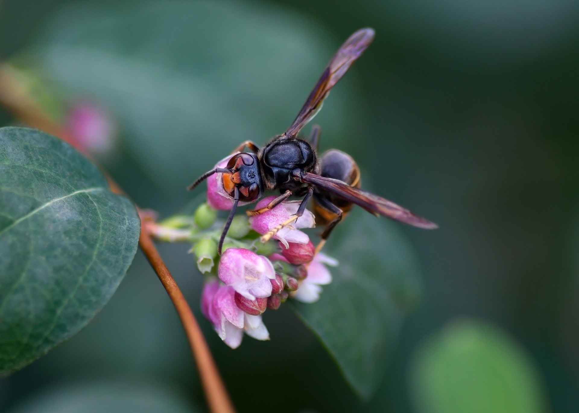 christels-hornet-9772685_1920